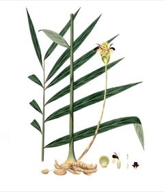 Zingiber_officinale Ginger: Common,Cooking Stem, Canton